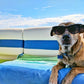 🔥Hot sales 50% Off💥Summer Pet Cooling Mat