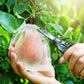 🔥Buy 2 Get 3 Free🍎Protective Mesh Cover for Fruit Trees🍋