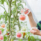 🔥Buy 2 Get 3 Free🍎Protective Mesh Cover for Fruit Trees🍋