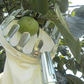 🍎 LIMITED-TIME 50% OFF! ⏰Fruit Picker with Collection Basket