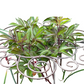 🎉BUY MORE GET MORE FREE🎁Heavy-Duty Flower Support Frame